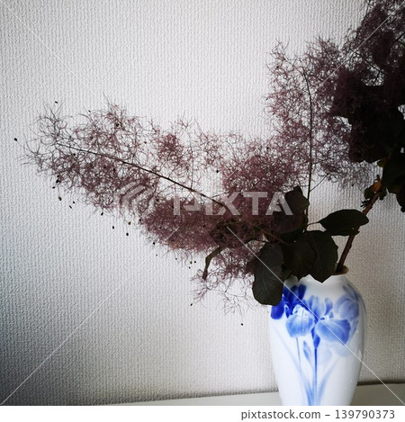 Plants: Smoke tree (cut flowers) Plants: Smoke tree (cut flowers) 139790373