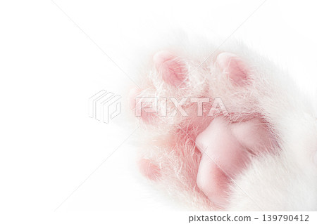 Cat paw macro isolated on white background close up Cat paw macro isolated on white background close up 139790412