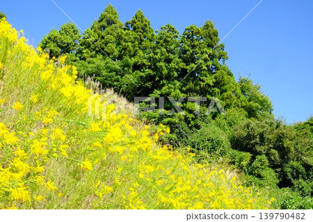 【神奈川縣】盛開著金雞菊的山坡和鬱鬱蔥蔥的森林 【神奈川縣】盛開著金雞菊的山坡和鬱鬱蔥蔥的森林 139790482