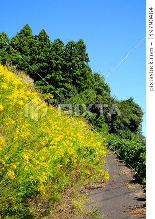 [Kanagawa Prefecture] A walking path where goldenrod is in bloom 139790484