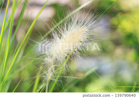 The cute, fluffy ears of grain of silver fox sway in the gentle summer breeze. The cute, fluffy ears of grain of silver fox sway in the gentle summer breeze. 139790640