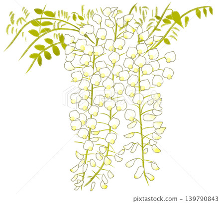 White wisteria flowers that bloom in early summer White wisteria flowers that bloom in early summer 139790843