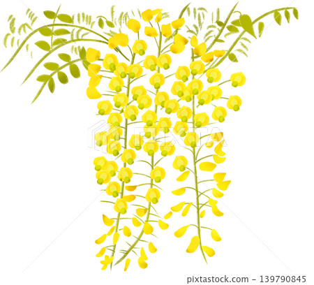 黃色的紫藤花在初夏盛開。 黃色的紫藤花在初夏盛開。 139790845