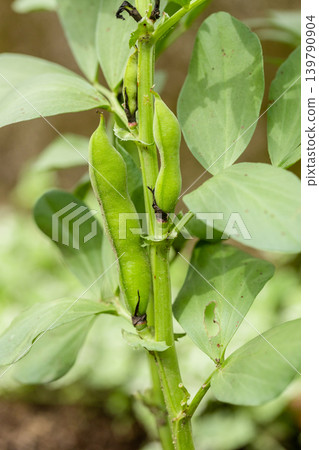 自家菜園裡的蠶豆;豆莢還向上翹著,尚未採收。 自家菜園裡的蠶豆;豆莢還向上翹著,尚未採收。 139790904