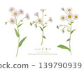 水彩手繪飛蓬植物插圖 139790939