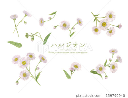 Watercolor hand-drawn botanical illustration of fleabane Watercolor hand-drawn botanical illustration of fleabane 139790940