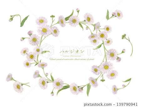 Watercolor hand-drawn botanical illustration of fleabane Watercolor hand-drawn botanical illustration of fleabane 139790941