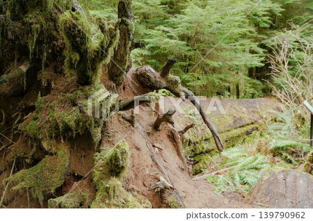 The memories of the forest told by a giant tree that felled root and all. The memories of the forest told by a giant tree that felled root and all. 139790962