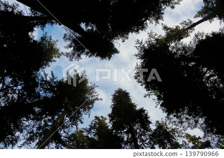 The silhouette of a cedar tree reaching towards the sky The silhouette of a cedar tree reaching towards the sky 139790966