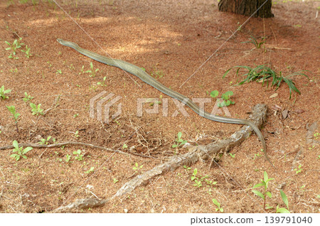 The natural sight of a snake silently crawling on the ground. The natural sight of a snake silently crawling on the ground. 139791040