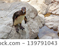The expression of a Humboldt penguin standing on a rocky outcrop. 139791043