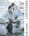 A moment of camaraderie as penguins groom each other. 139791044