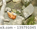 A beautiful orange duck dozing on a rock. 139791045