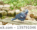 A beautiful blue bird with a crest stands amidst the greenery. 139791046