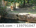 A tiger slowly walks through the forest. 139791047