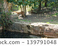 A tiger slowly walks through the forest. 139791048