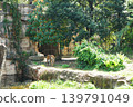 A tiger slowly walks through the forest. 139791049