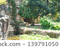 A tiger slowly walks through the forest. 139791050