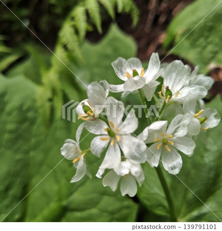 Plant: Diphylleia grayi Plant: Diphylleia grayi 139791101