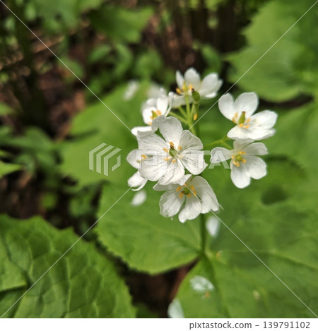 Plant: Diphylleia grayi Plant: Diphylleia grayi 139791102