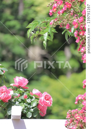 Two types of roses blooming outdoors Two types of roses blooming outdoors 139791167