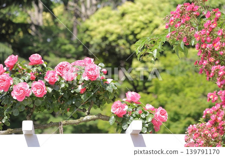 Two types of roses blooming outdoors Two types of roses blooming outdoors 139791170