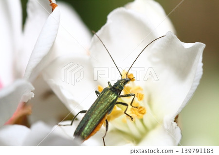 A female two-colored longhorn beetle feeding on the pollen of Rhaphiolepis indica (Indian jasmine). A female two-colored longhorn beetle feeding on the pollen of Rhaphiolepis indica (Indian jasmine). 139791183