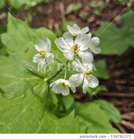Plant: Diphylleia grayi 139791272
