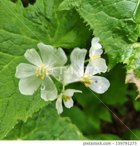 Plant: Diphylleia grayi 139791273