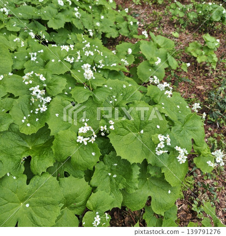 Plant: Diphylleia grayi Plant: Diphylleia grayi 139791276