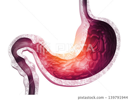 Human stomach anatomy Human stomach anatomy 139791944