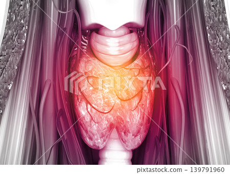Human thyroid anatomy Human thyroid anatomy 139791960