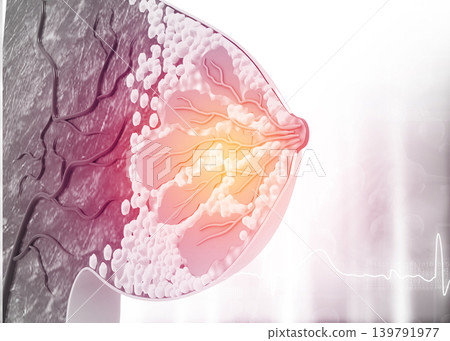 Anatomy of the female breast Anatomy of the female breast 139791977
