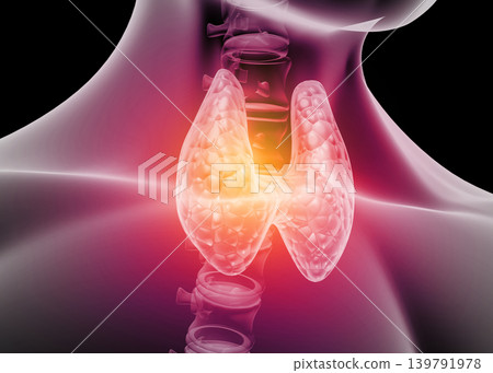 Human thyroid anatomy Human thyroid anatomy 139791978