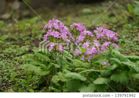報春花 報春花 139791992