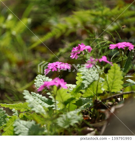 報春花 報春花 139791993