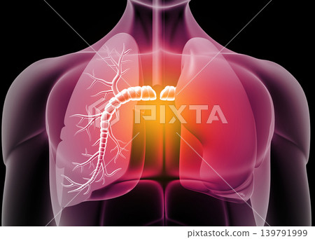Anatomy of human lungs Anatomy of human lungs 139791999