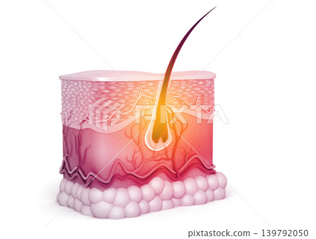 Anatomy of human skin and hair 139792050