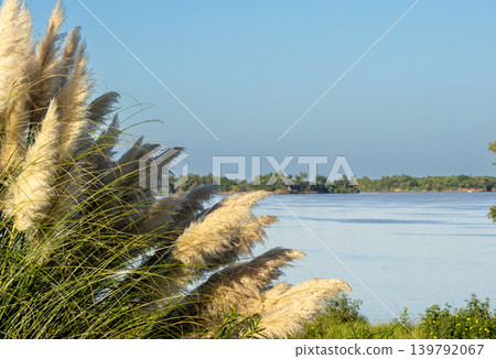 Plumerillos and wild grasses on the shores of the Parana. Photo at sunrise 139792067