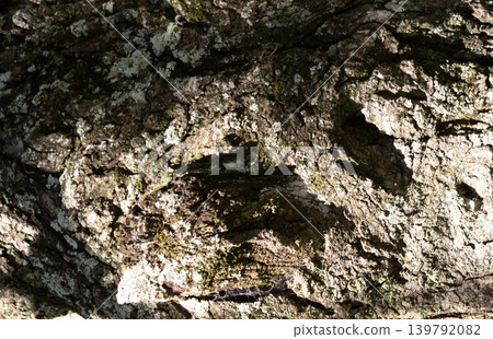 Tree bark texture background. Brown bark of a tree Tree bark texture background. Brown bark of a tree 139792082
