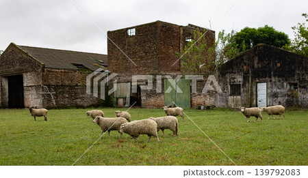 Sheeps grazing with an old barn in the background on a farm on a quiet afternoon. Sheeps grazing with an old barn in the background on a farm on a quiet afternoon. 139792083