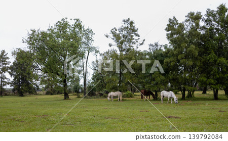 Horses grazing in a typical pampas meadow in a beautiful summer dawn Horses grazing in a typical pampas meadow in a beautiful summer dawn 139792084