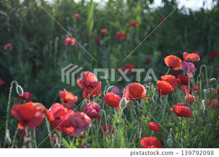 Clusters of red poppy flowers Clusters of red poppy flowers 139792098