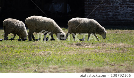 A family of sheep grazing next to the birds on a green southern farm. 139792106