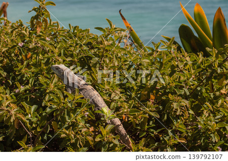 Iguana enjoying the sunny tropical climate and natural habitat in Tulum, Mexico, with the beautiful turquoise Caribbean Sea in the background 139792107