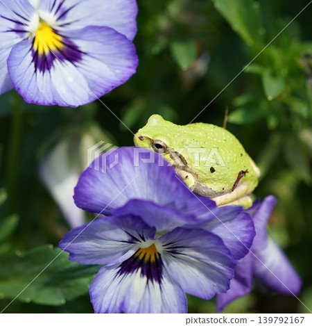 Flowers and frogs Flowers and frogs 139792167