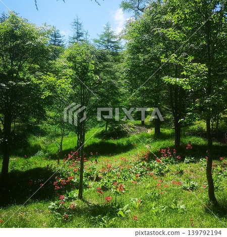 Mt. Nyukasa - Primrose 139792194
