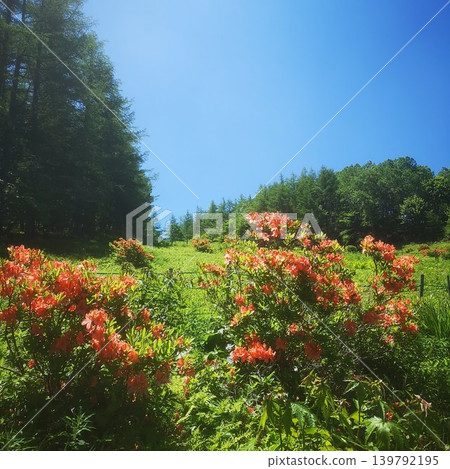 Mount Nyukasa - Mountain Azaleas Mount Nyukasa - Mountain Azaleas 139792195