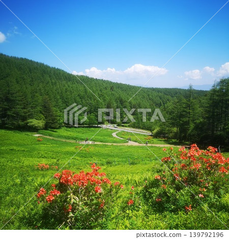 紐卡薩山 - 山地杜鵑 139792196