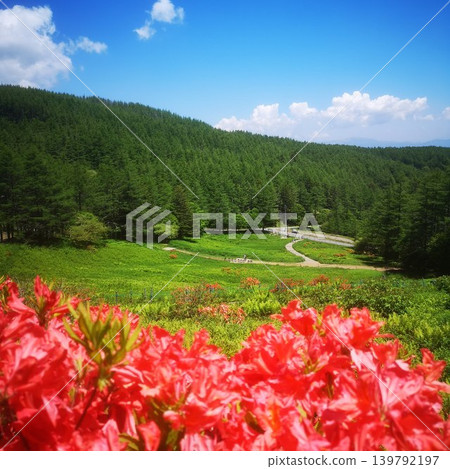 Mount Nyukasa - Mountain Azaleas 139792197